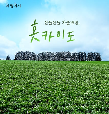 북해도4일#부산출#온천2박#팜토미타#소운교#비에이#후라노#오타루#삿포로