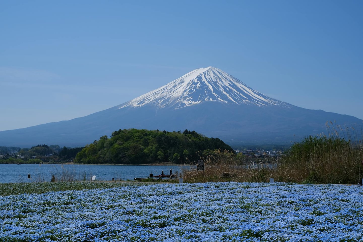 맑고 푸른 하늘 아래 눈 덮인 후지산과 호숫가에 가득 피어난 파란 네모필라 꽃들이 조화를 이루는 아름다운 일본의 자연 경관입니다.