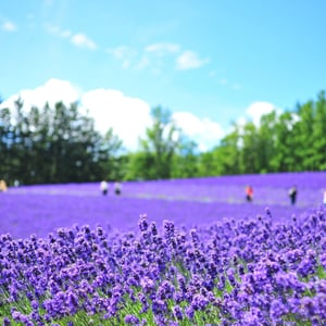 훗카이도 관광 필수 코스 추천 및 실패 없는 힐링 여행 총정리
