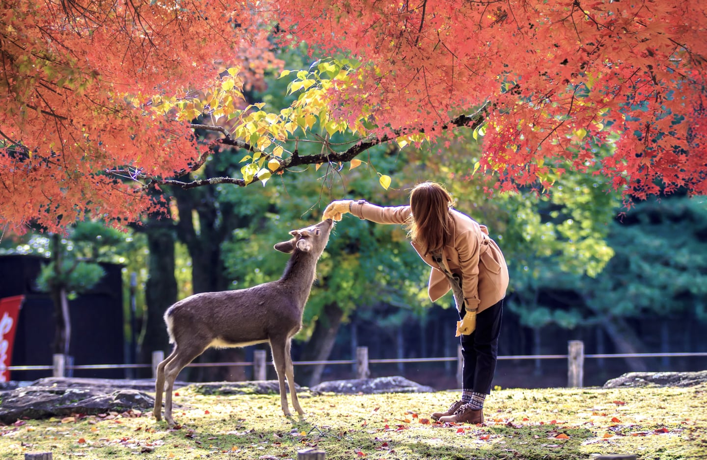 나라_사슴공원_02