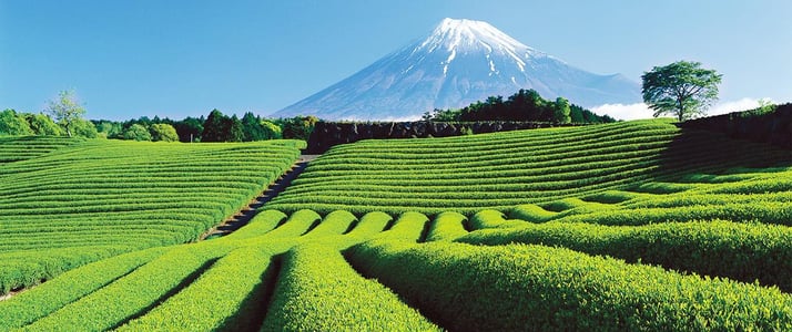 스팟체험_일본_시즈오카_미호노 마츠바라_shutterstock_620232569.jpg