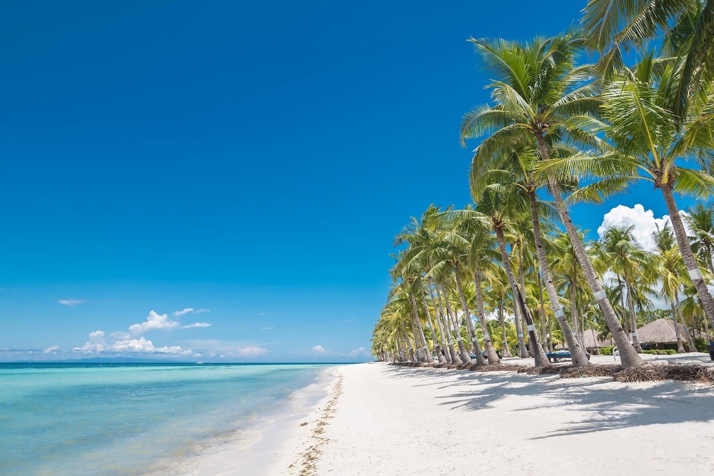 청명한 하늘과 투명한 바다가 어우러진 화이트 샌드 비치에 길게 늘어선 야자수들이 시원한 그늘을 드리우는 평화로운 휴양지 전경입니다.