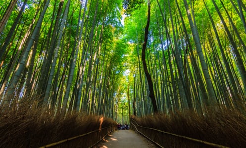 푸른 대나무가 빽빽하게 들어선 숲길 사이로 햇살이 내리쬐며 고요하고 신비로운 분위기를 자아내는 아라시야마 치쿠린의 전경입니다.