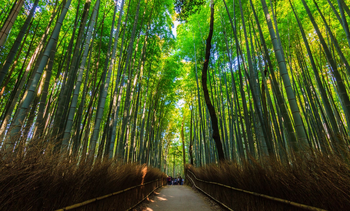 푸른 대나무가 빽빽하게 들어선 숲길 사이로 햇살이 내리쬐며 고요하고 신비로운 분위기를 자아내는 아라시야마 치쿠린의 전경입니다.