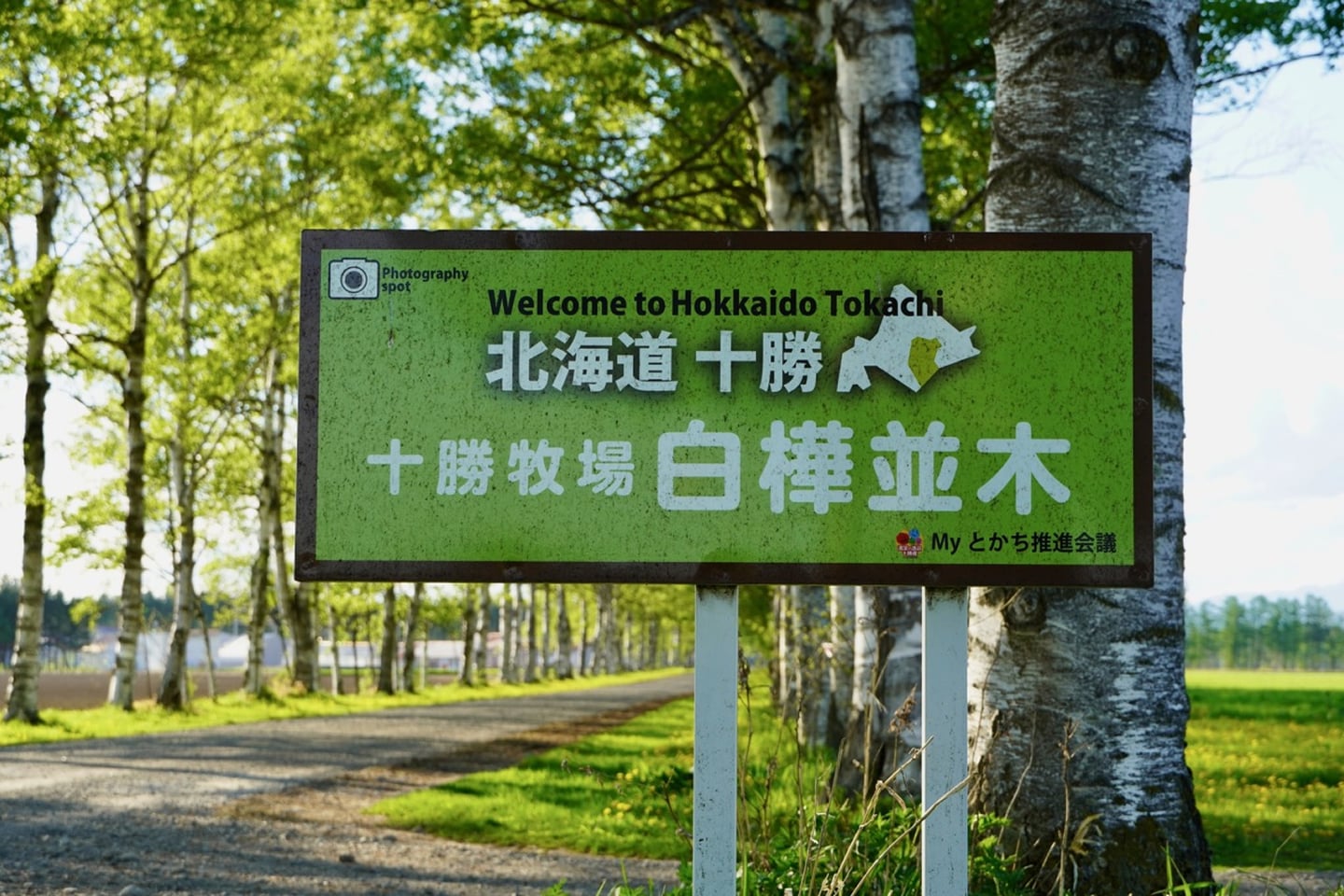 홋카이도 토카치 목장의 자작나무 가로수길 입구에 세워진 초록색 안내 표지판과 그 뒤로 길게 뻗은 울창한 자작나무 숲길의 풍경입니다.