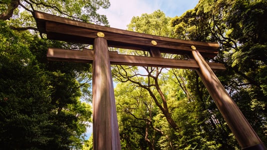 푸른 나무들이 우거진 숲을 배경으로 금색 문양이 장식된 거대한 일본식 목조 도리이가 위엄 있게 서 있는 풍경입니다.