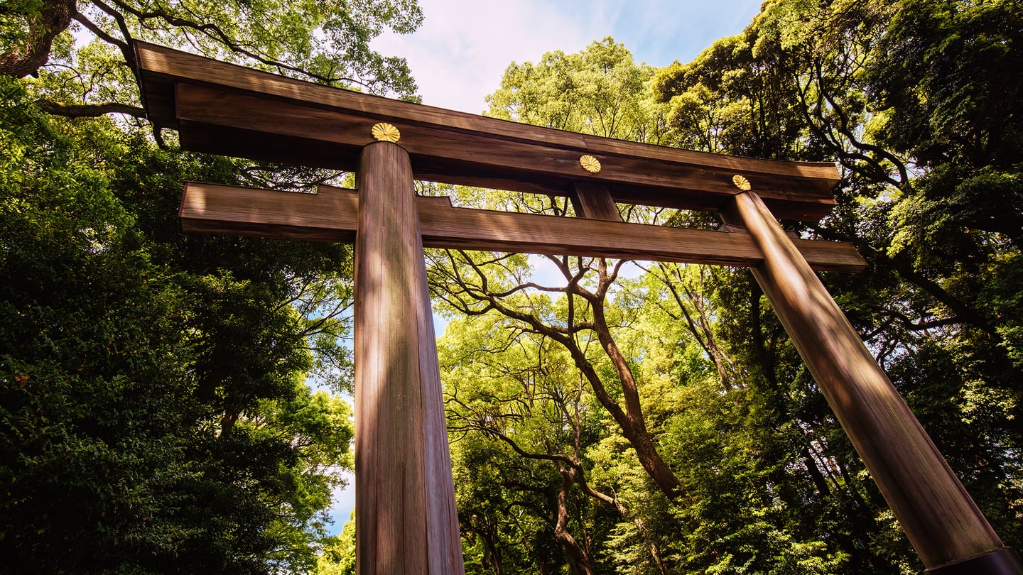 푸른 숲의 나무들 사이로 높게 솟은 일본 전통 양식의 거대한 목조 도리이가 금색 장식과 함께 웅장한 자태를 뽐내고 있는 풍경입니다.