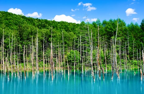 청의 호수 비에이 여행 완벽 가이드 및 실전 방문 팁 총정리