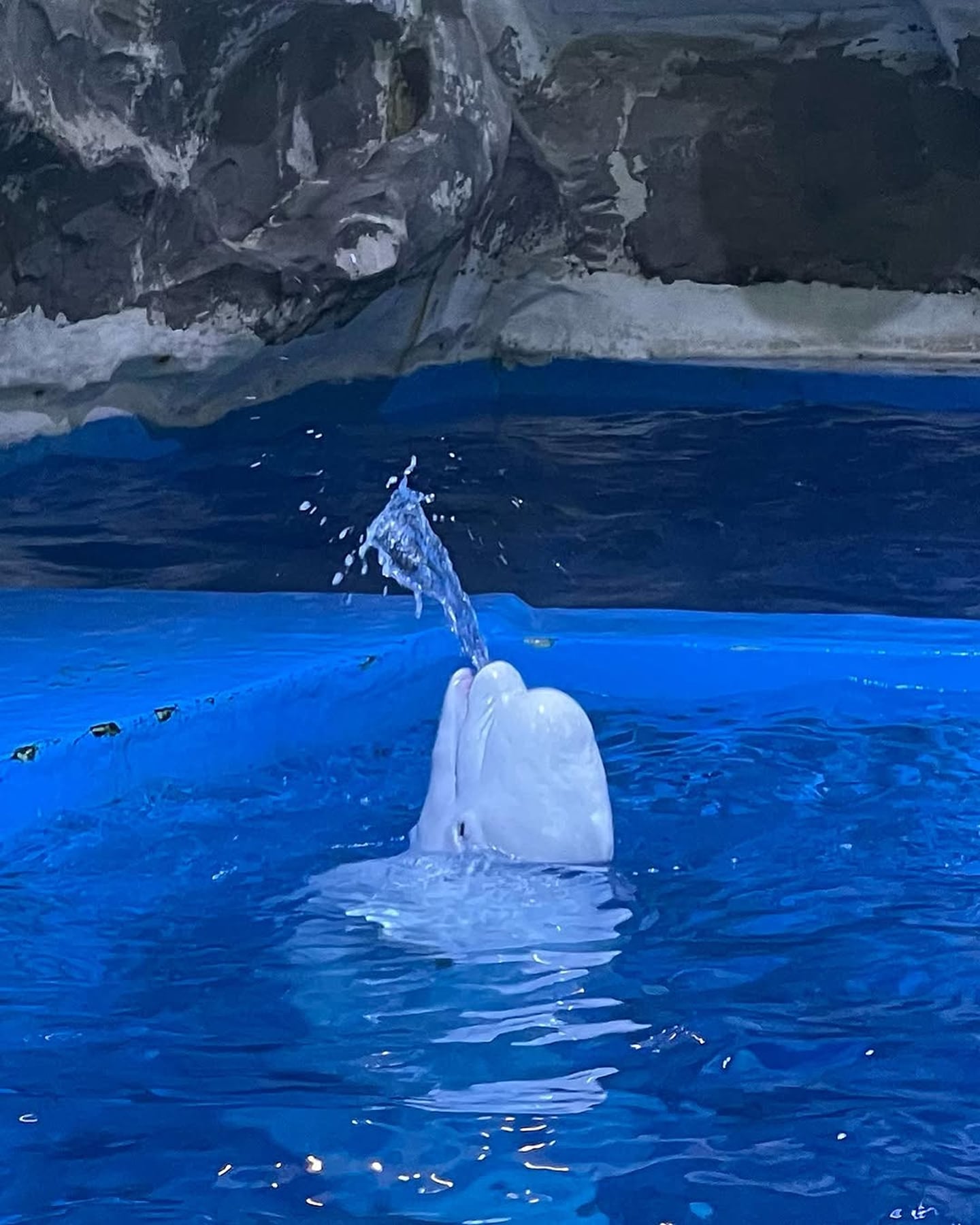 선명한 파란색 수조 안에서 하얀 벨루가가 수면 위로 고개를 들고 시원하게 물을 내뿜으며 유영하는 장면입니다.