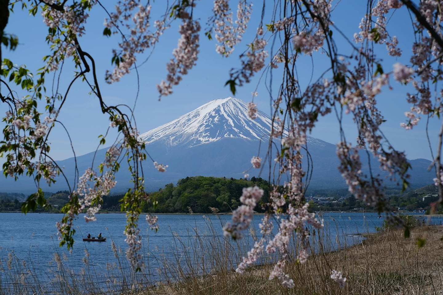 분홍빛 벚꽃 프레임 너머로 보이는 만년설 쌓인 후지산과 푸른 가와구치 호수의 아름다운 봄 전경입니다.