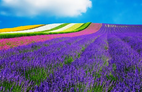 삿포로 후라노 여행 코스부터 이동 꿀팁까지 완벽 총정리