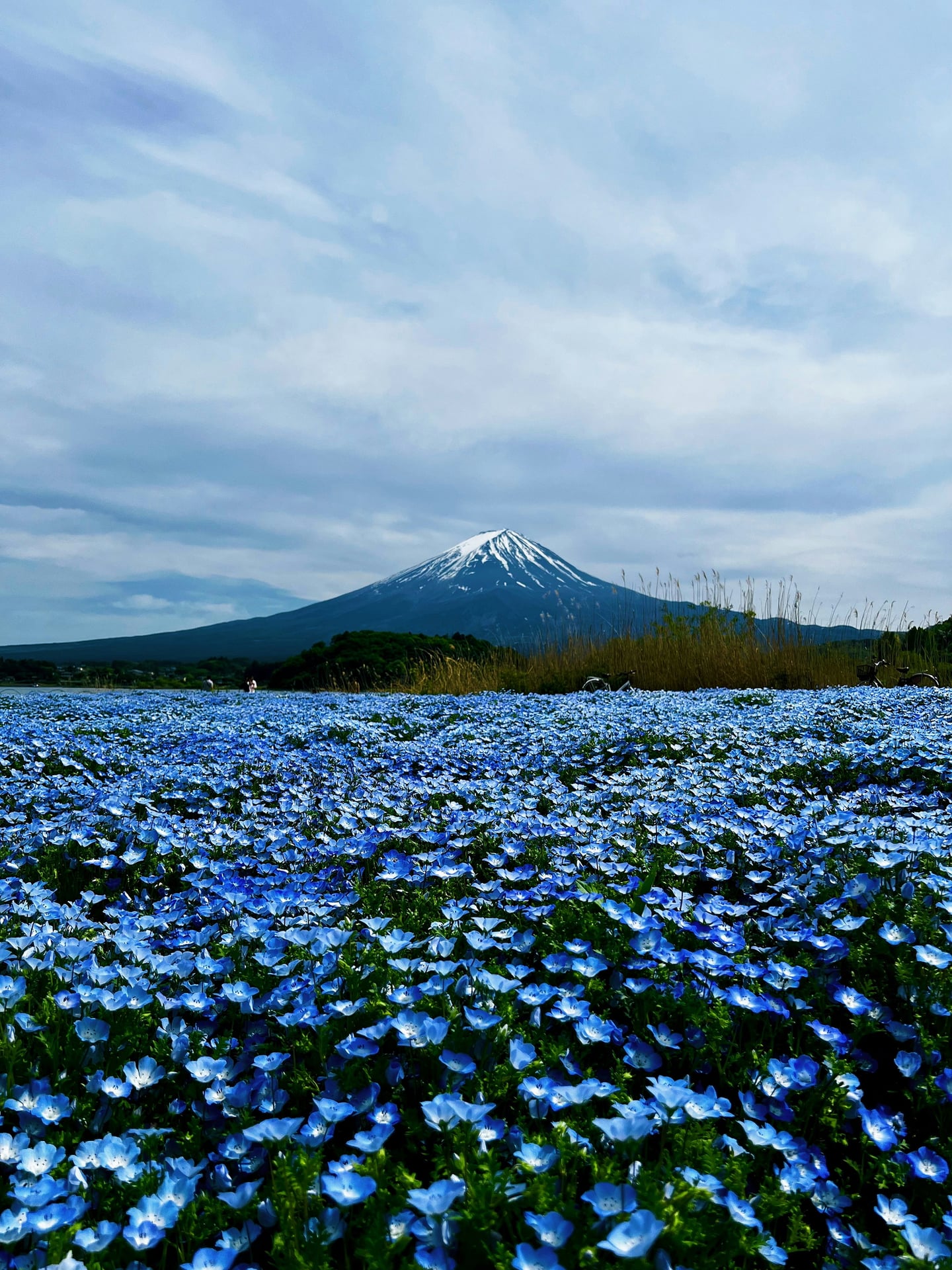 스팟체험_야마나시_오이시 공원_unsplash_7a9LJK1UNjU