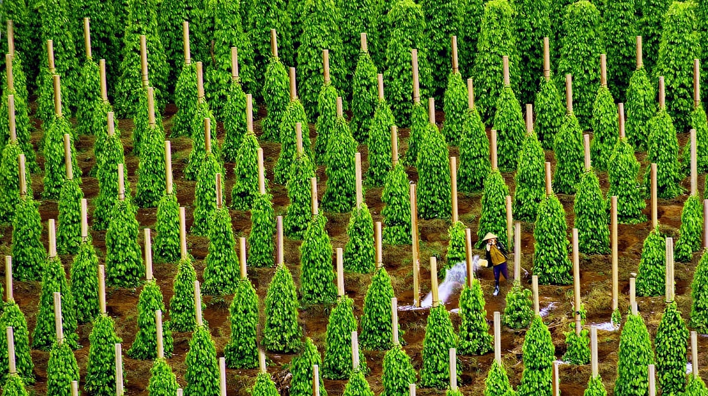 지지대를 따라 원뿔 모양으로 자라난 초록빛 후추 나무들이 가득한 농장에서 전통 모자를 쓴 농부가 정성스럽게 물을 뿌리며 작물을 관리하고 있습니다.