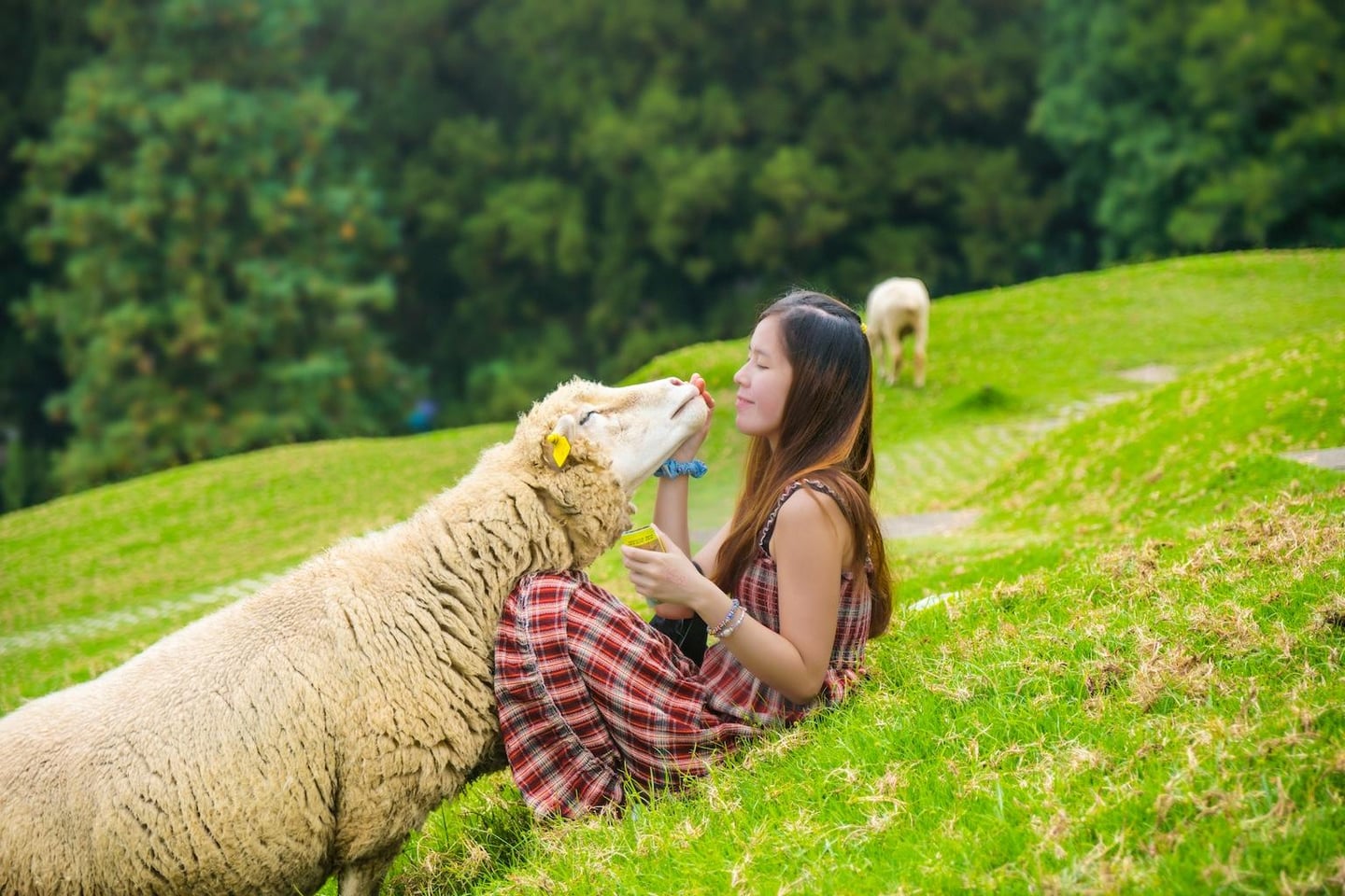 스팟체험_대만_난터우_칭징농장_unsplash_wc_bUQFR7qc