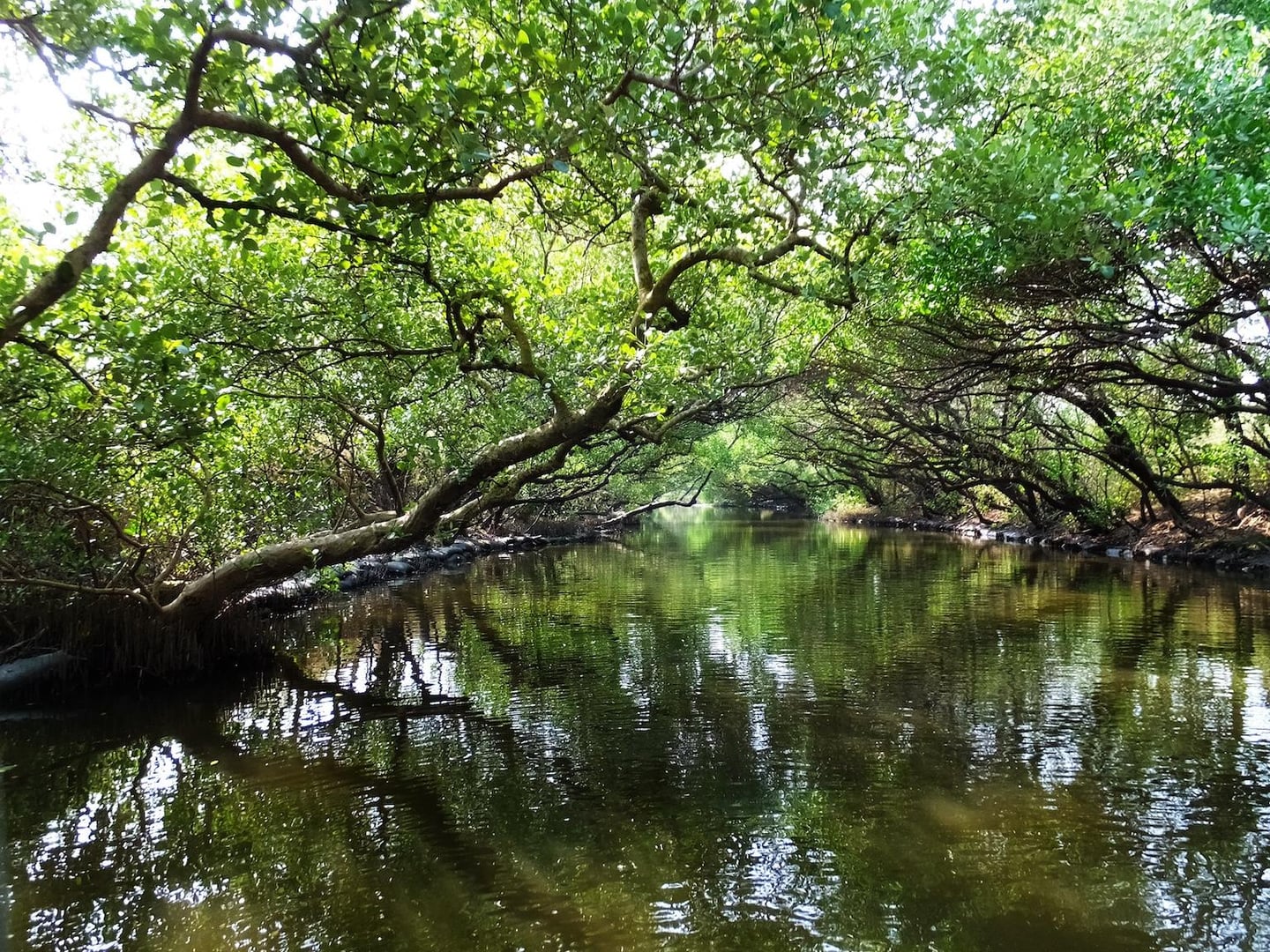 양옆으로 우거진 초록색 나무들이 물길 위로 자연적인 터널을 형성하고 수면에 나무 그림자가 비치는 평화로운 맹그로브 숲 수로 전경입니다.