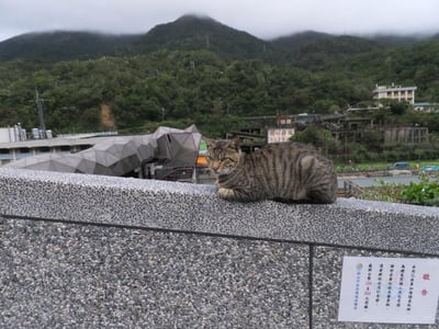 대만 허우통 고양이 마을, 집사들이 심쿵할 랜선 여행 꿀팁 총정리