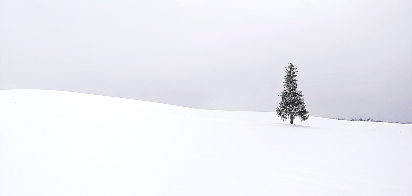 비에이_크리스마스나무_03_shutterstock_1296795031