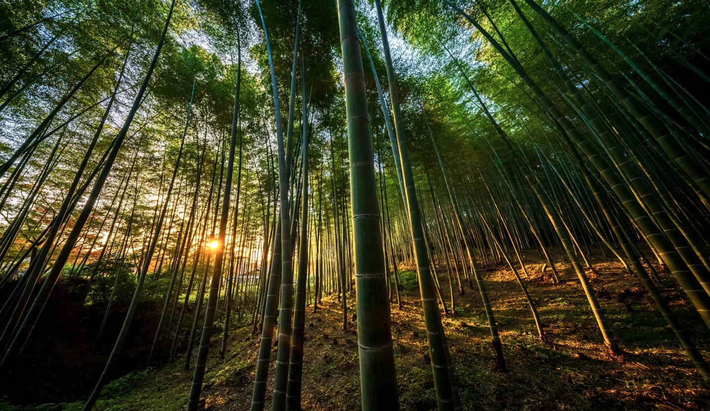 하늘 높이 솟은 초록빛 대나무 숲 사이로 황금빛 노을이 스며들어 신비롭고 고요한 분위기를 자아내는 자연 경관입니다.