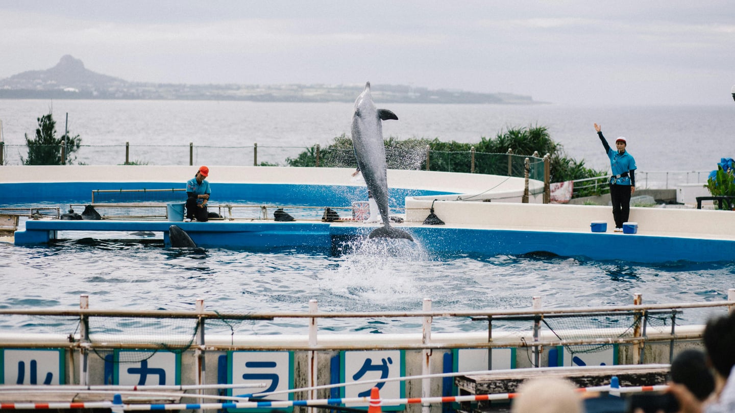 오키나와 오키짱쇼, 푸른 바다를 배경으로 야외 공연장에서 돌고래가 물보라를 일으키며 공중으로 높이 솟구치는 역동적인 순간입니다.