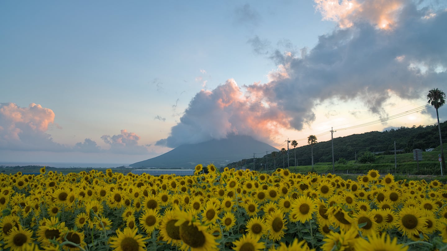 가고시마 가이몬다케, 노을빛 구름이 걸린 산봉우리 아래로 끝없이 펼쳐진 노란 해바라기 꽃밭이 장관을 이루는 풍경입니다.