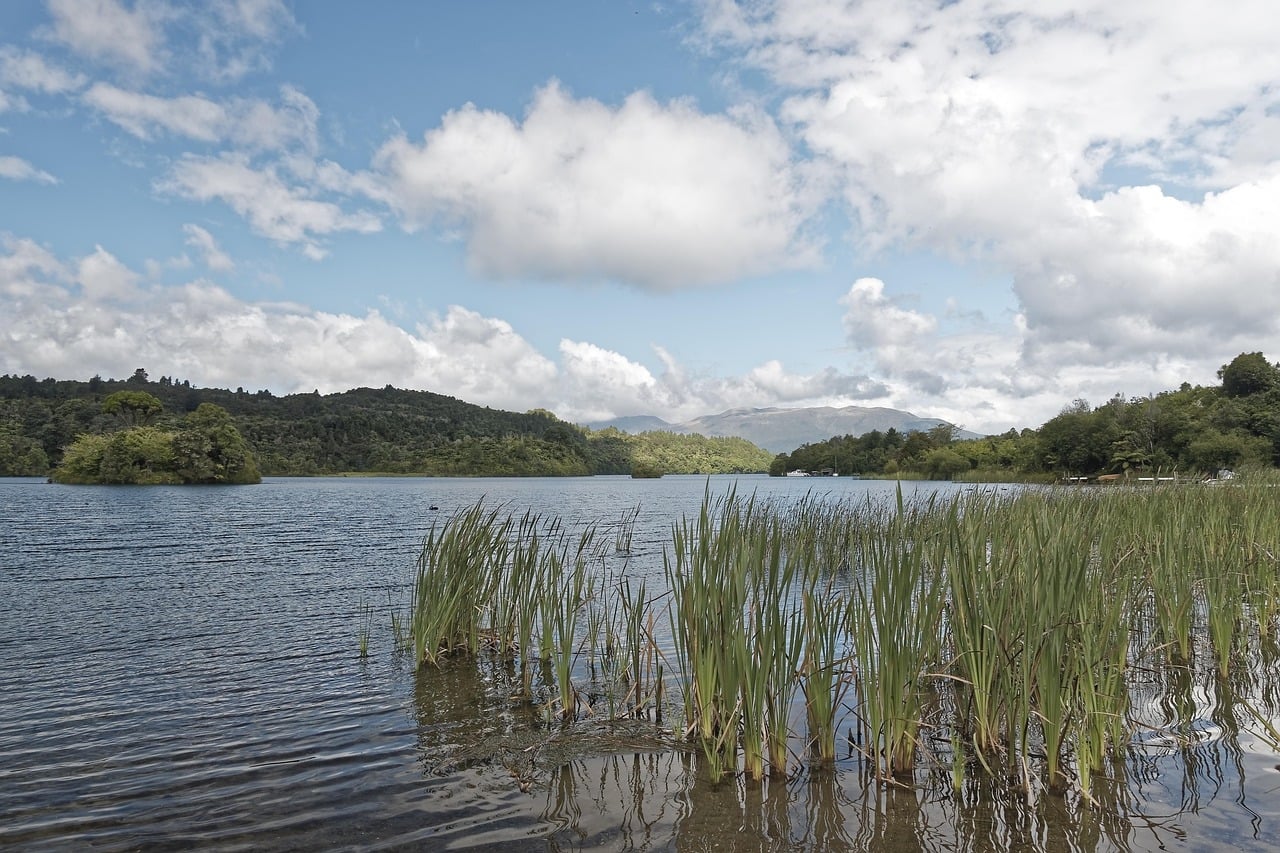 로토루아 로토루아 호수, 맑은 하늘 아래 잔잔한 물결과 호숫가에 자라난 초록빛 수풀이 어우러진 평온한 자연 경관입니다.