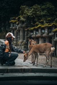나라 사슴공원 가는 법부터 필수 코스까지 완벽 가이드