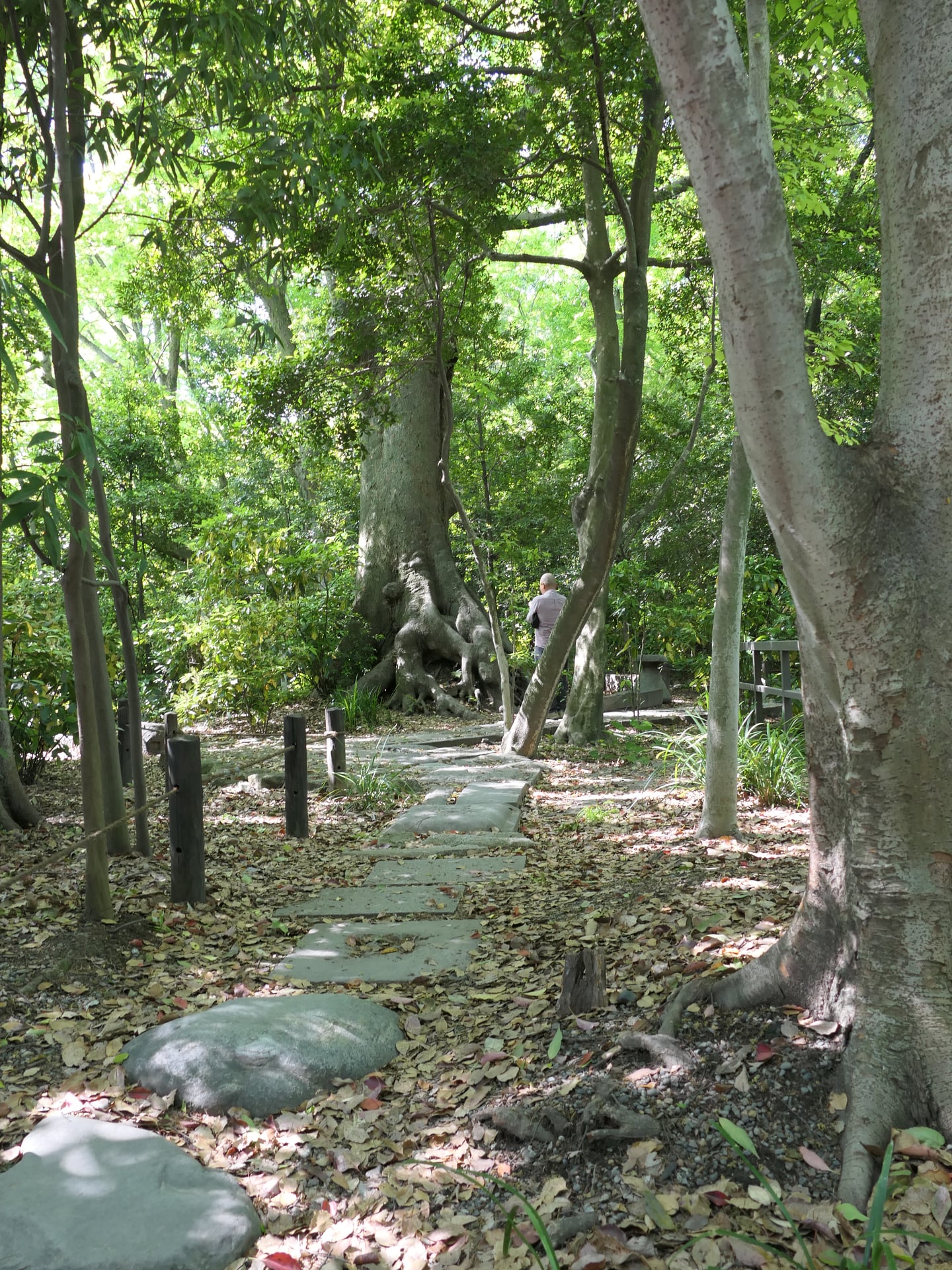 나고야 아쓰타 신궁, 울창한 고목들 사이로 낙엽이 깔린 고요한 숲속 산책로의 풍경.
