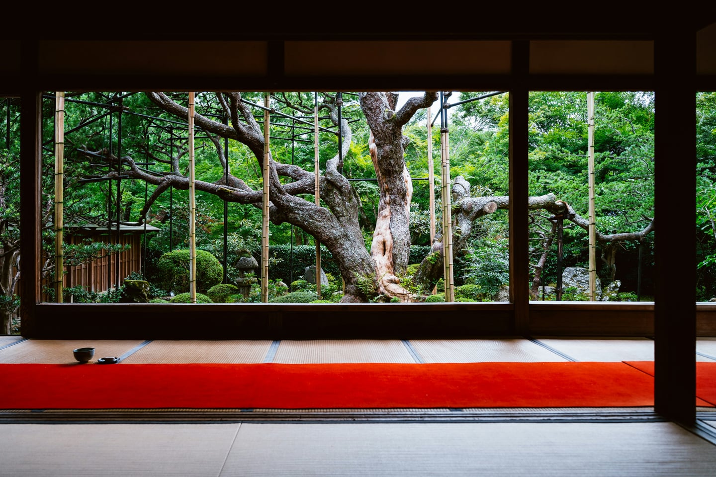 교토 오하라, 다다미 방의 붉은 카펫과 창틀 너머로 보이는 웅장한 고목이 조화를 이루는 호센인의 액자 정원 풍경입니다.