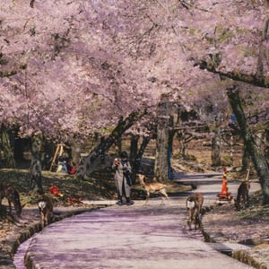 일본 나라 공원 당일치기: 사슴 인생샷과 핵심 명소 총정리