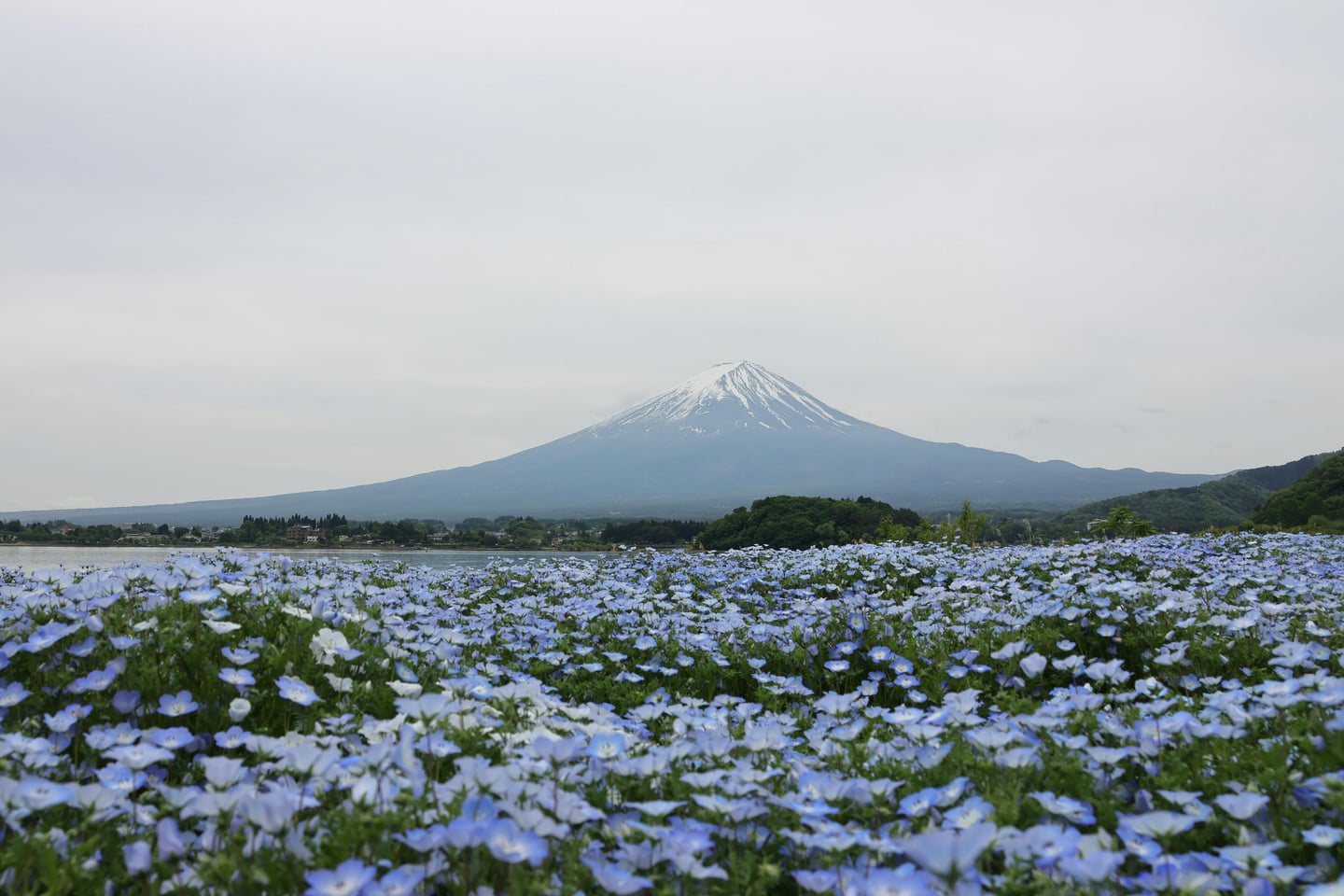 야마나시 오이시 공원, 푸른 네모필라 꽃밭 너머로 구름 낀 하늘 아래 웅장하게 솟아오른 눈 덮인 후지산의 전경이 아름답습니다.