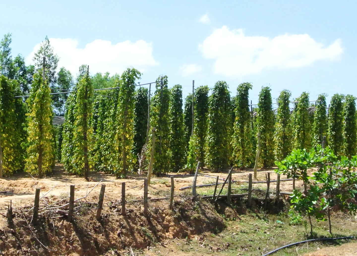 푸꾸옥 후추농장, 맑은 하늘 아래 수직 지지대를 따라 푸르게 우거진 후추 나무들이 줄지어 서 있는 이국적인 농장 풍경입니다.