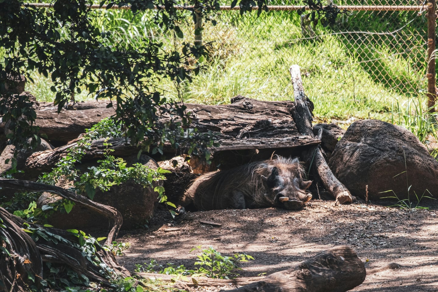 하와이 호놀룰루 동물원, 커다란 고목 나무 그늘 아래에서 낮잠을 자며 휴식을 취하고 있는 혹멧돼지의 평화로운 모습입니다.