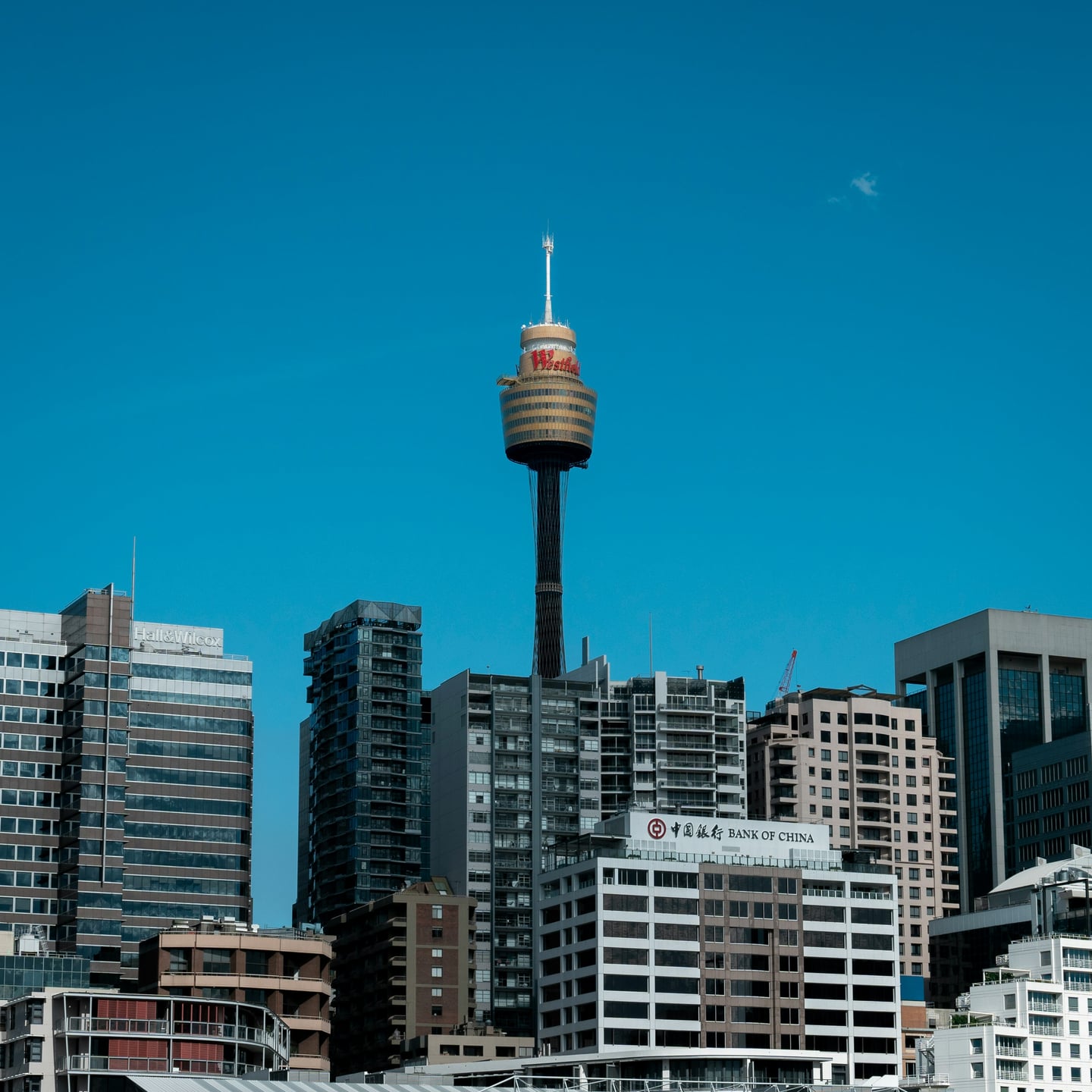 시드니 시드니 타워, 맑고 푸른 하늘 아래 도심 빌딩 숲 사이로 높게 솟아오른 황금빛 전망대 타워의 웅장한 모습입니다.
