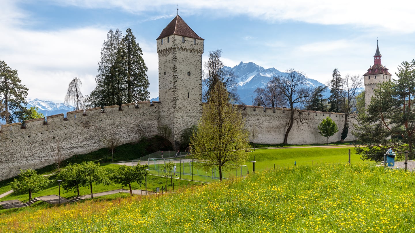 루체른 무제크 성벽, 푸른 초원과 노란 꽃들 너머로 웅장하게 솟은 중세 성벽과 알프스의 만년설이 어우러진 풍경입니다.