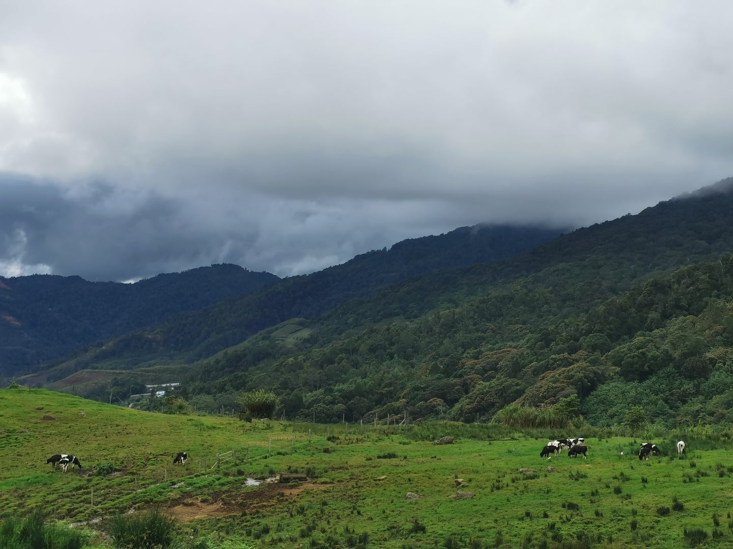 코타키나발루 데사팜, 웅장한 산맥 아래 푸른 초원에서 한가로이 풀을 뜯는 젖소들의 평화로운 목장 풍경입니다.