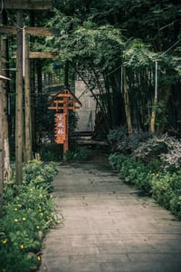 판다밸리, 아침 대나무 숲 산책