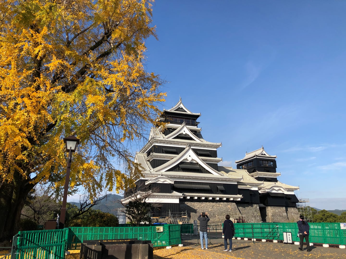 구마모토 구마모토 성, 푸른 하늘 아래 황금빛 은행나무와 웅장한 천수각이 어우러진 가을 풍경