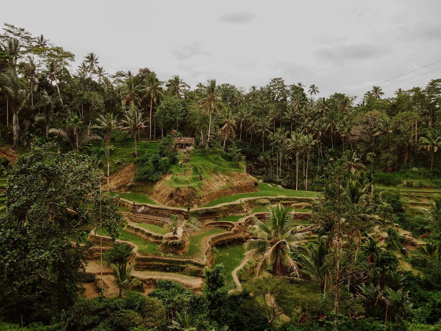 발리 계단식 논, 울창한 야자수 숲 사이로 층층이 펼쳐진 초록빛 라이스 테라스가 이국적이고 평화로운 풍경을 선사합니다.