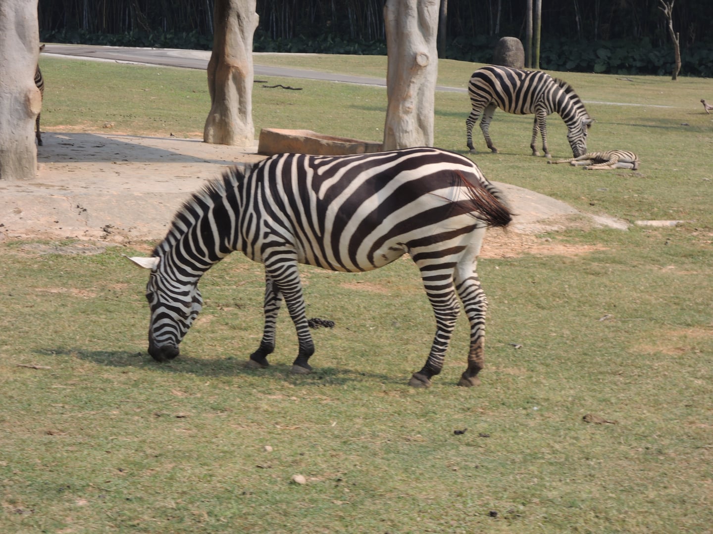 광저우 창롱 사파리, 푸른 초원 위에서 선명한 줄무늬를 뽐내며 평화롭게 풀을 뜯고 있는 얼룩말들의 모습입니다.