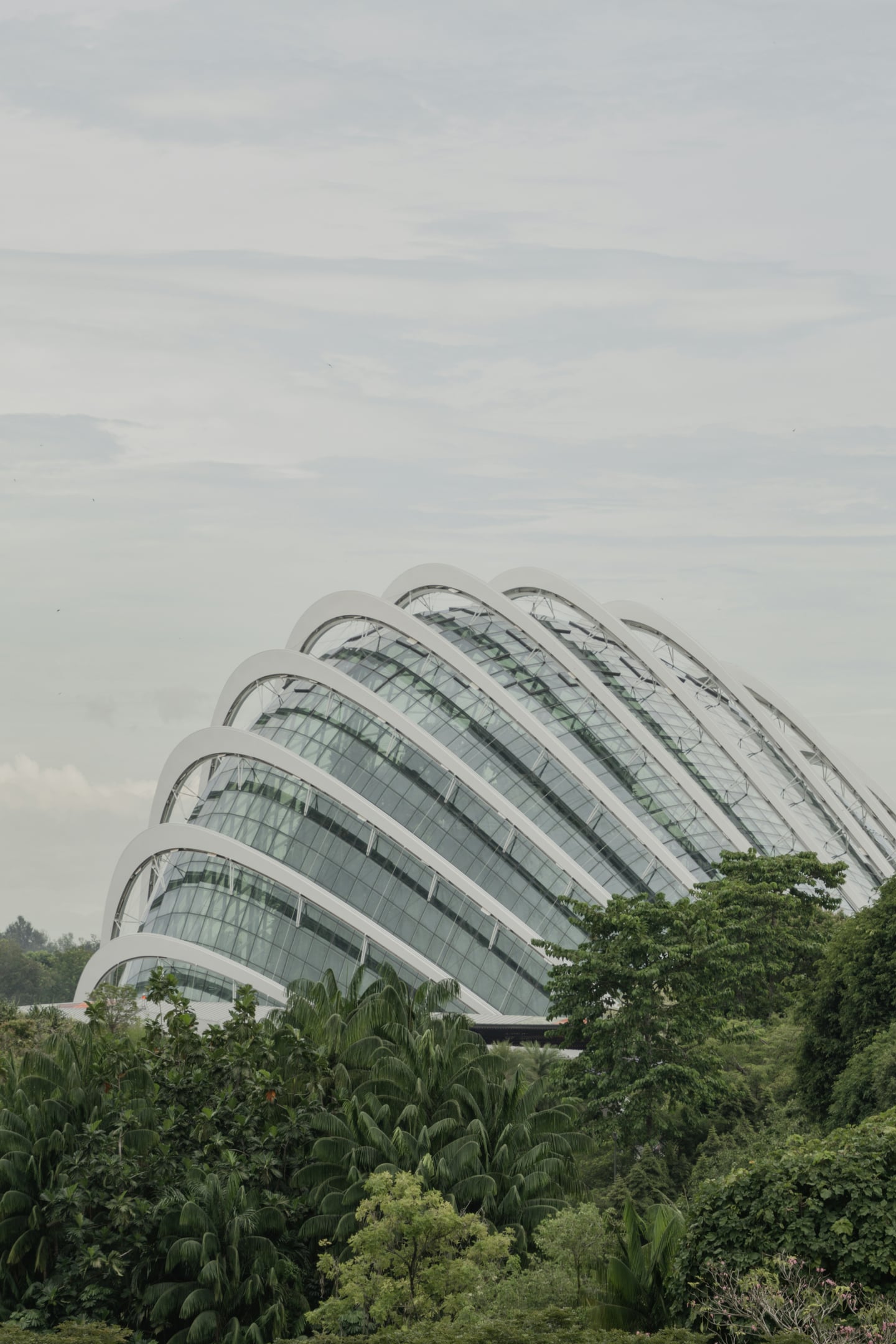 싱가포르 플라워 돔, 울창한 열대 숲 위로 웅장하게 솟아오른 거대한 유리 온실의 독특한 곡선형 외관과 현대적인 건축미가 돋보이는 풍경입니다.